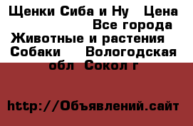 Щенки Сиба и Ну › Цена ­ 35000-85000 - Все города Животные и растения » Собаки   . Вологодская обл.,Сокол г.